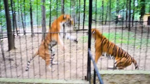 Animals fighting each others
