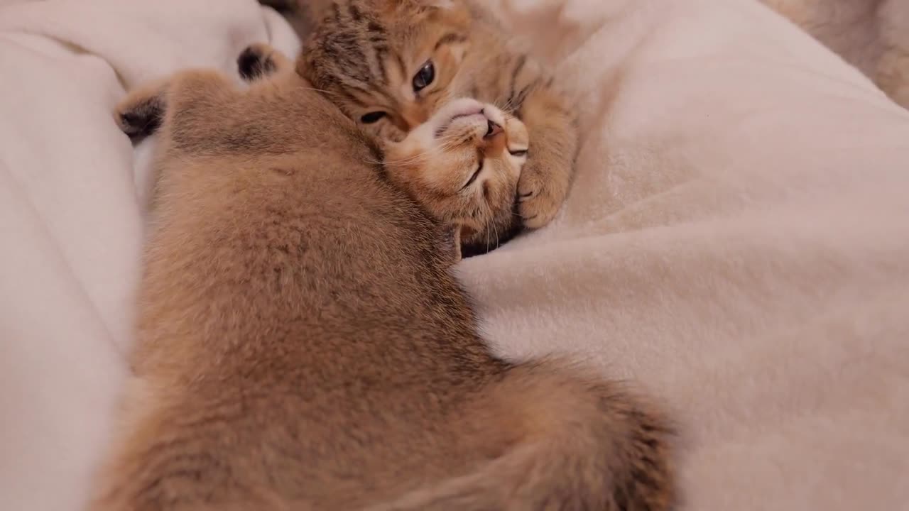 The kitten was so cute that it quietly came next to its owner when it became sleepy