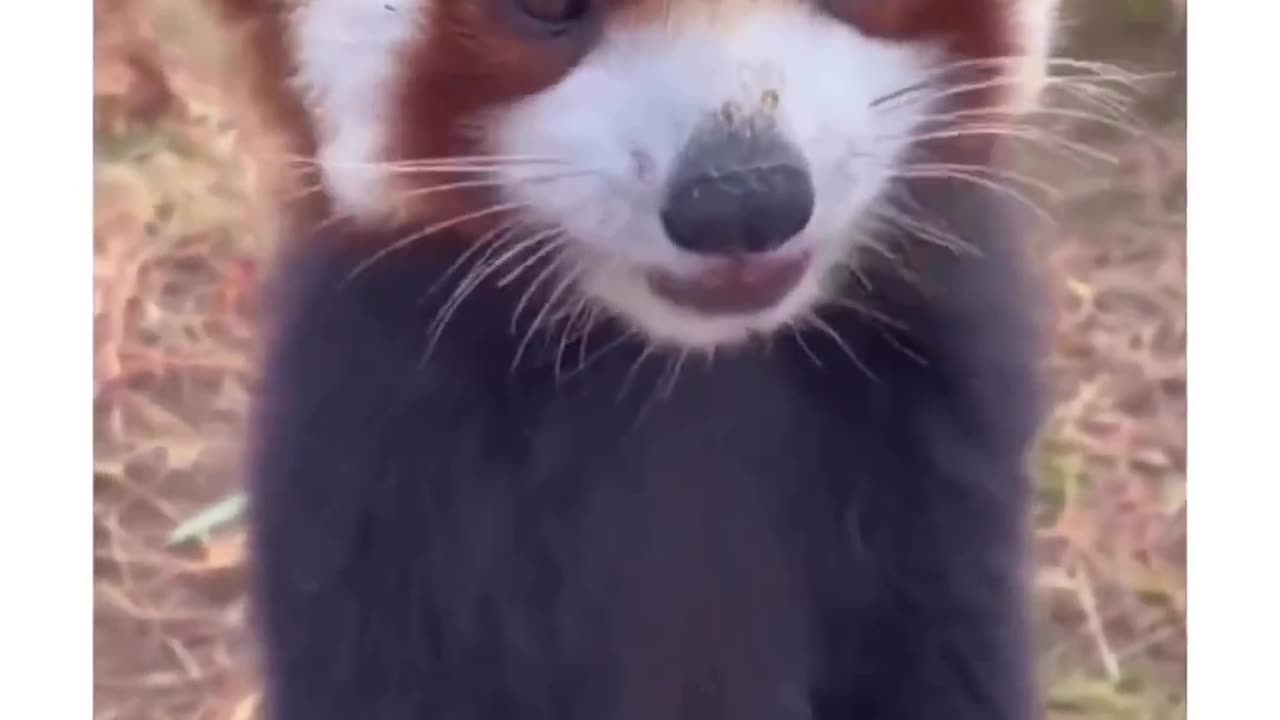 A red Panda, looking Amazing