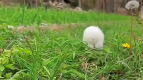 Rabbit Playing in Nature #viral #shorts #rumble