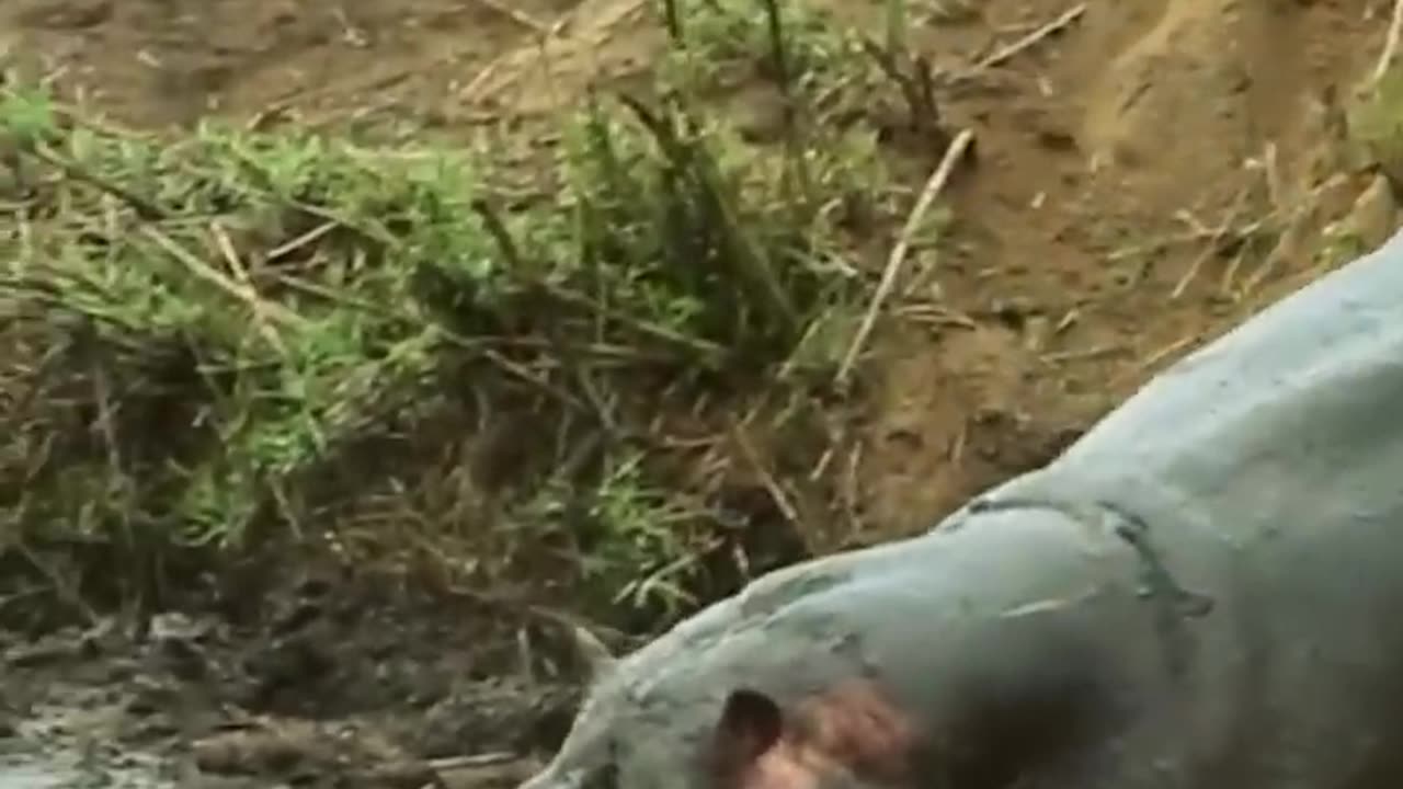 Hippo saves Buck from Wild Dogs