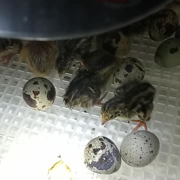 Flock it Farm: Baby quail, freshly hatched