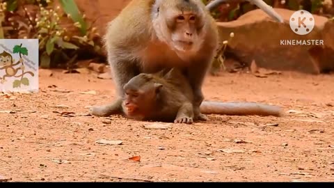 Monkey 🐒🐒🐒🐒 romantic video