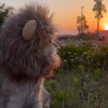 Funny King cat in Dreams 😈😈😈😍