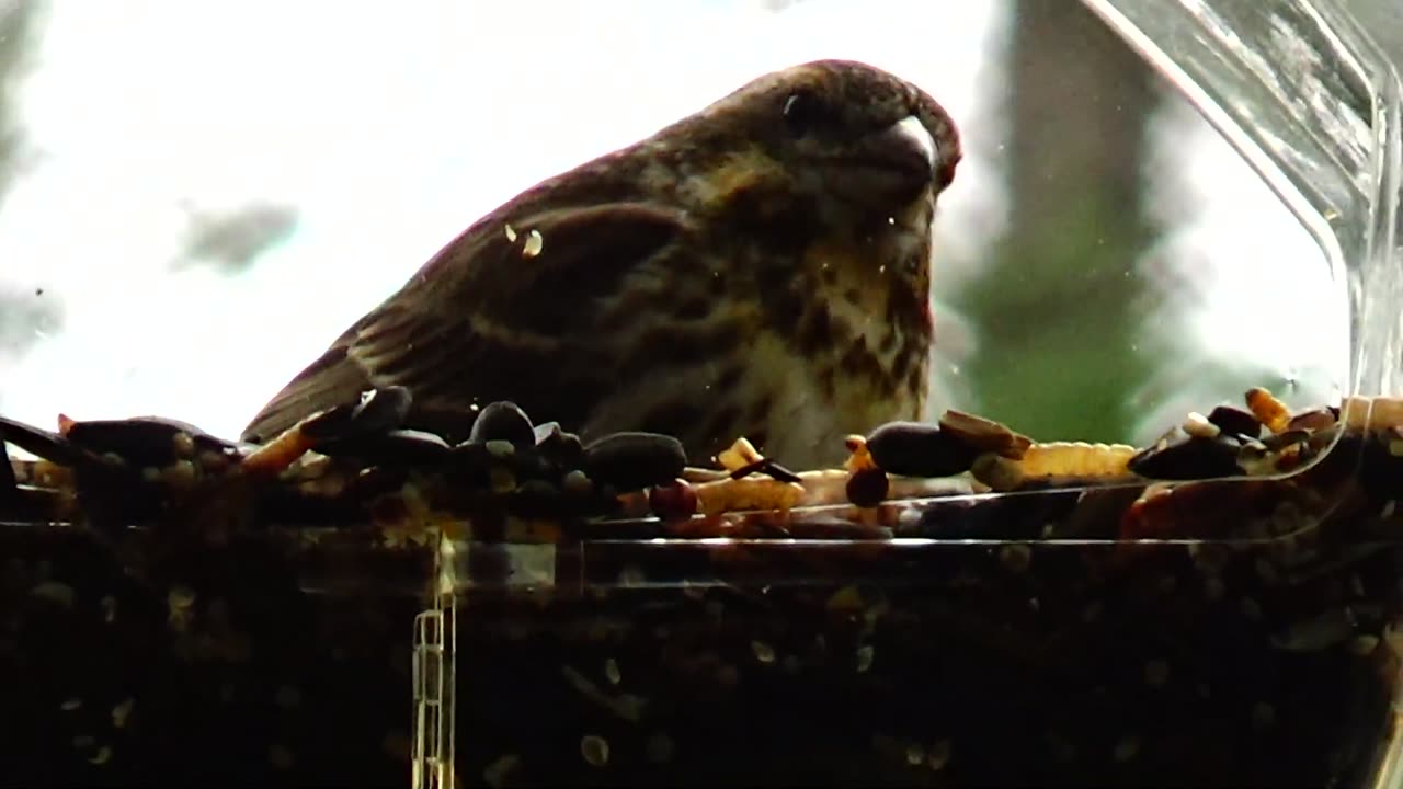 Female Purple Finch