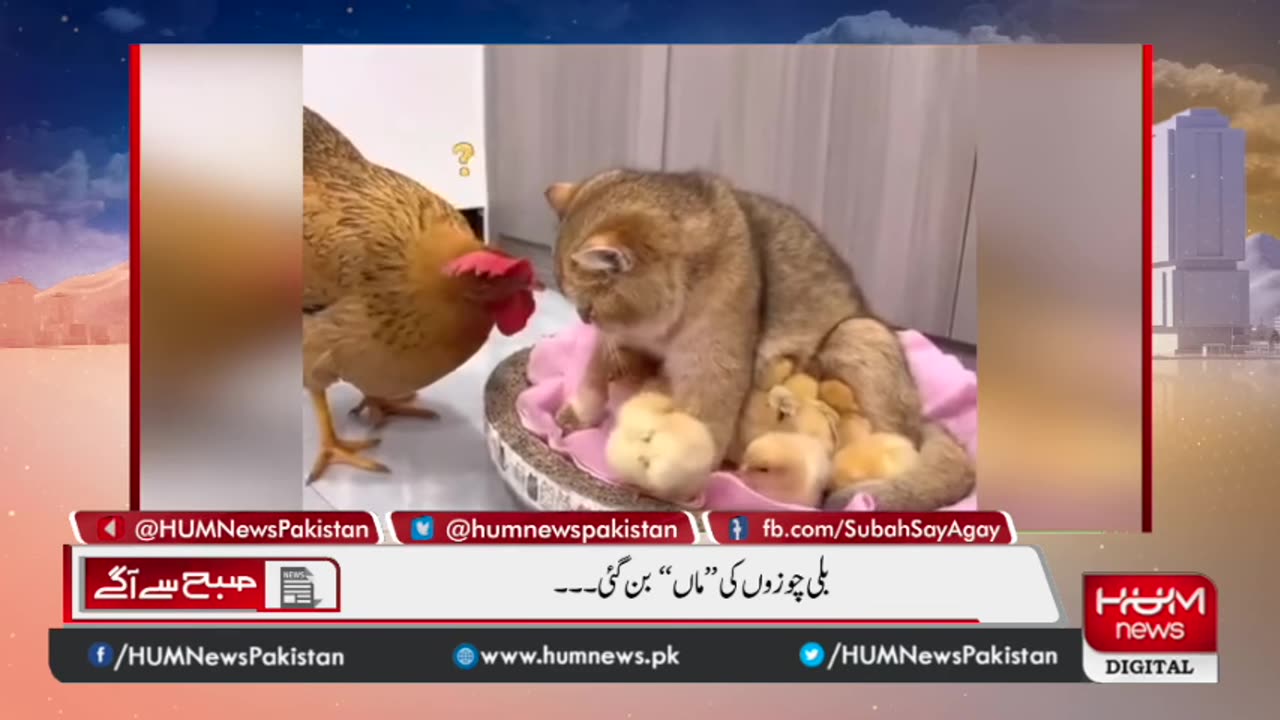 بلی چوزوں کی ”ماں“ بن گٸ۔۔۔ - Cat Became mother of kitten