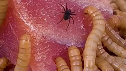 Mealworms Vs Tuna steak 🥩