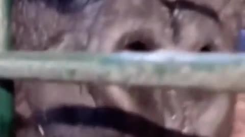 🦍 Funny | Gorilla Governance: The Shot Caller of the Jungle! | FunFM