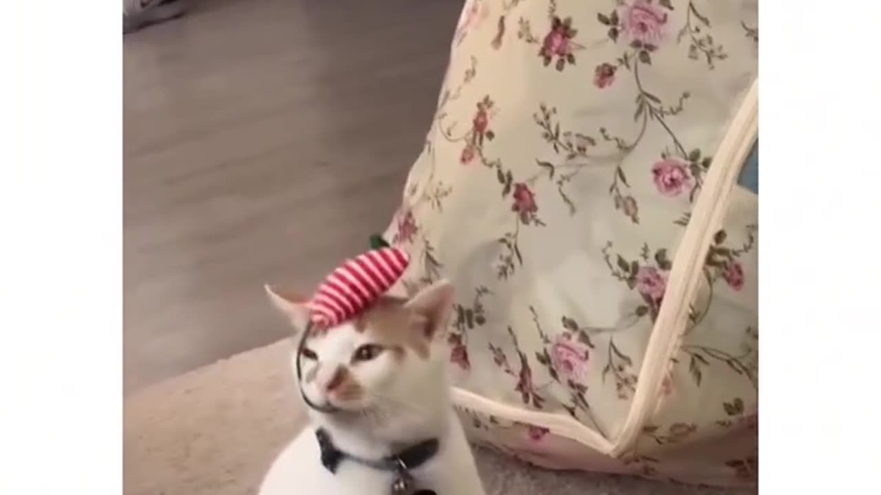 When you get your cat a new toy and he teaches himself a new trick😂
