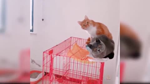 Animaux les plus drôles 2023 😂 Vidéos drôles de chats et de chiens 😺🐶 Partie 4