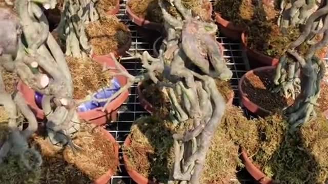 Bonsai rễ cao #caycanhnghethuat #bonsai