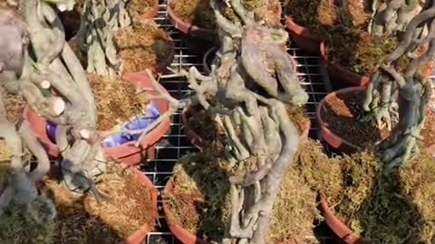 Bonsai rễ cao #caycanhnghethuat #bonsai