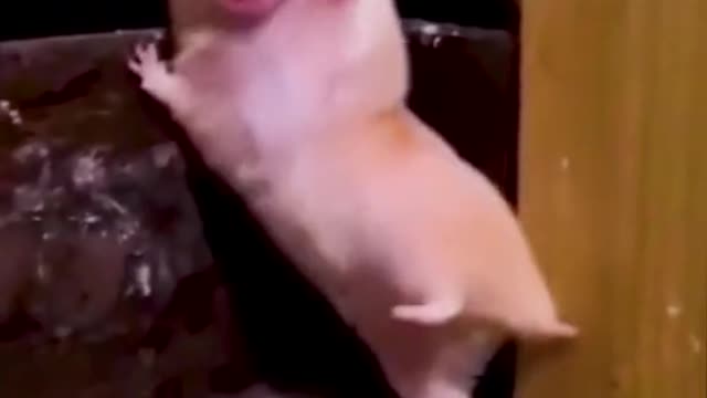 funny and special pets 😋😋😋