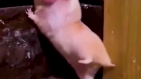 funny and special pets 😋😋😋