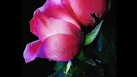 beautiful rose