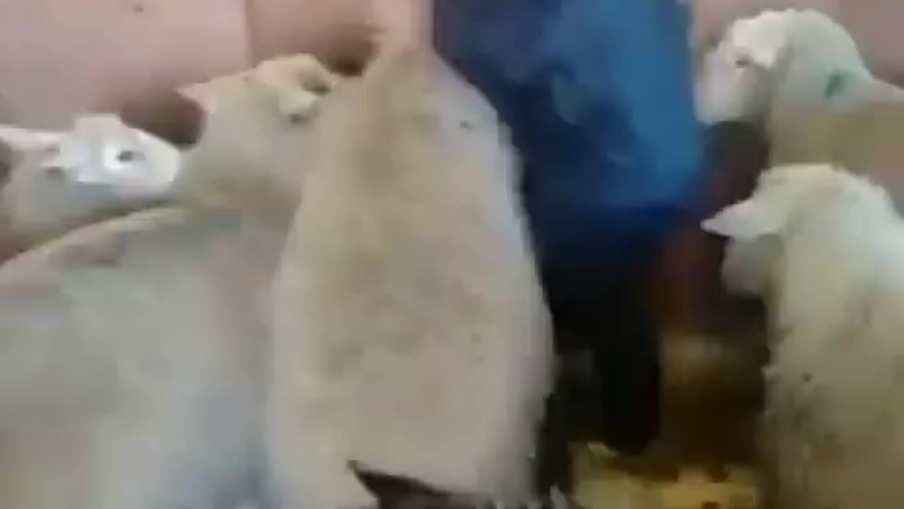 Funny Animal Videos: When Sheep Decide to Try Out for Sumo Wrestling