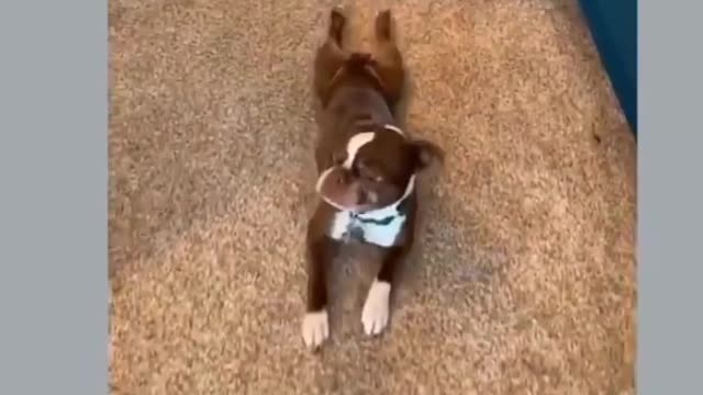 Funny Dog🤣 | Comedy video | Crazy Dog #funny