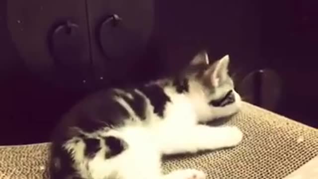 Cute cat loves music
