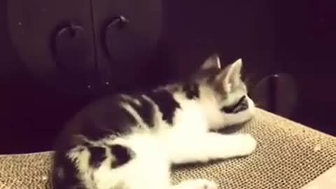 Cute cat loves music