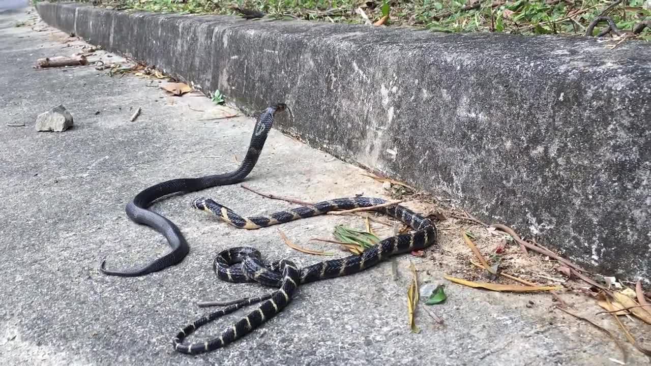 King Cobra meets Chinese Cobra