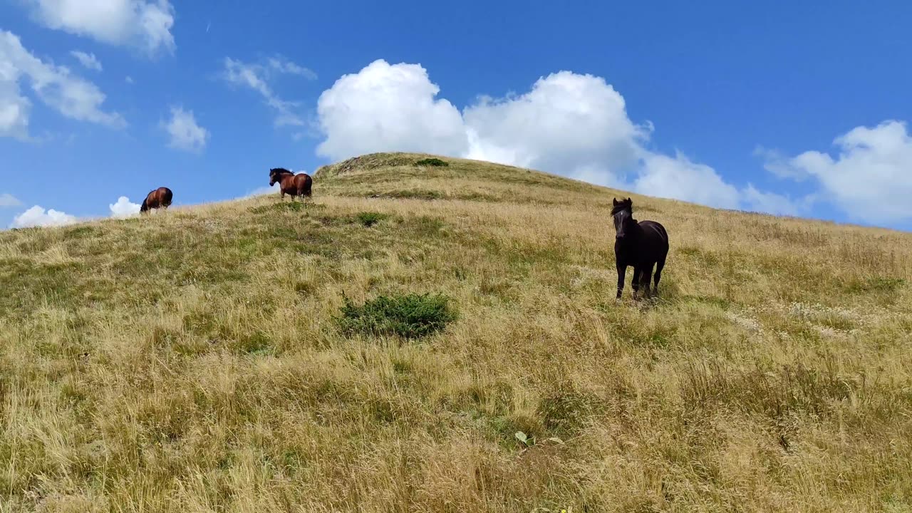 Wild horses...