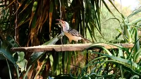 A Wild Bird Eating On A Hanging Wooden Board Filled With Food