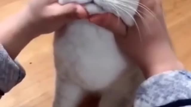 The most satisfying funny cat video