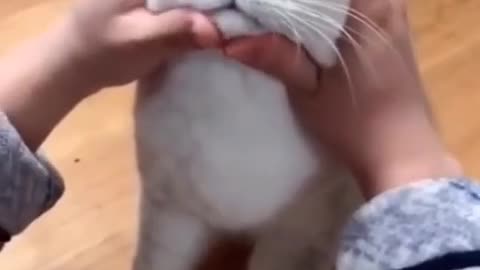 The most satisfying funny cat video