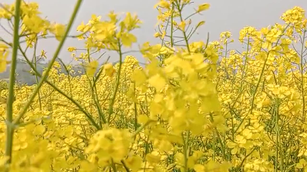 Mustard flower 🌼 Natural video