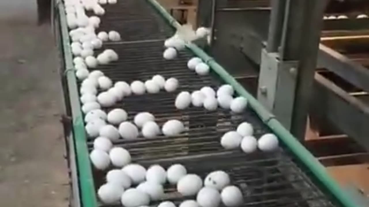 Egg Industry