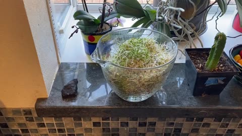START A SPROUT GARDEN FOR LESS THAN $25