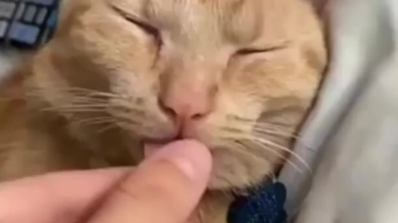 Funniest Animals 2023 - Funniest Cats and Dogs
