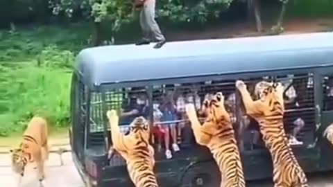 Tiger dangerous wild animal