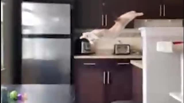 The cat wanted to jump onto the table from a high place, but unexpectedly overes