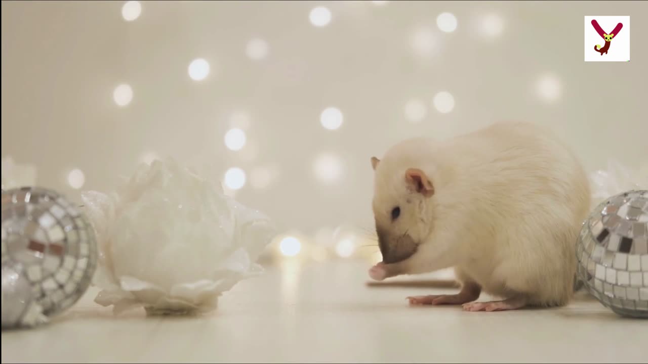 Rats have complex social hierarchy - here are 10 interesting things about rats