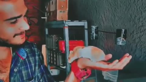 #hamster#shorts#shortvideo#pets#animalslover#reels#youtubeshorts#love#india