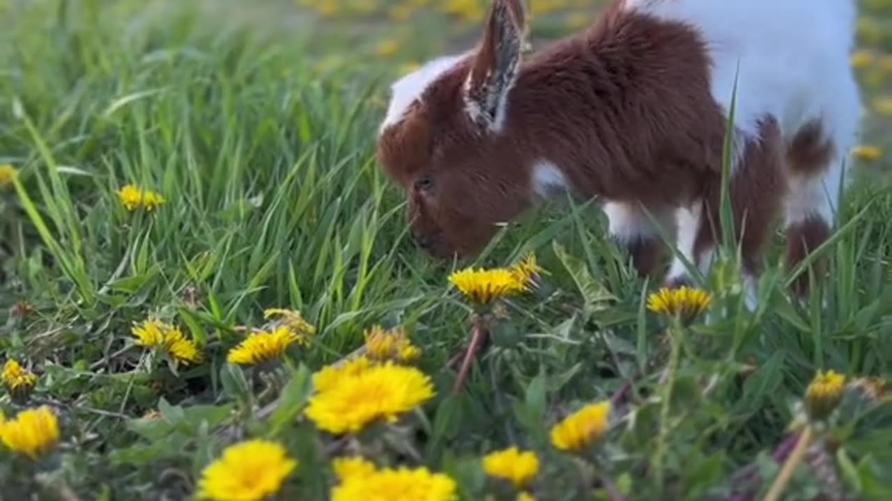 Wow that is amazing video viral video short rumble