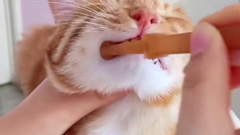 How to clean the teeth