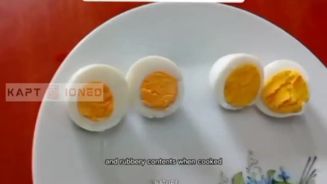 Fake Eggs? What's Next?