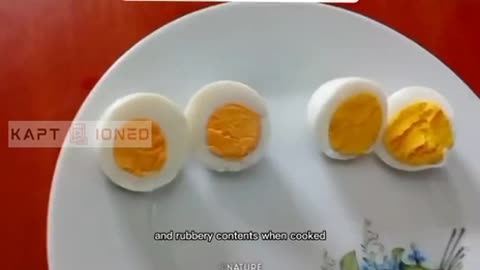 Fake Eggs? What's Next?