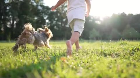 Dogs playing