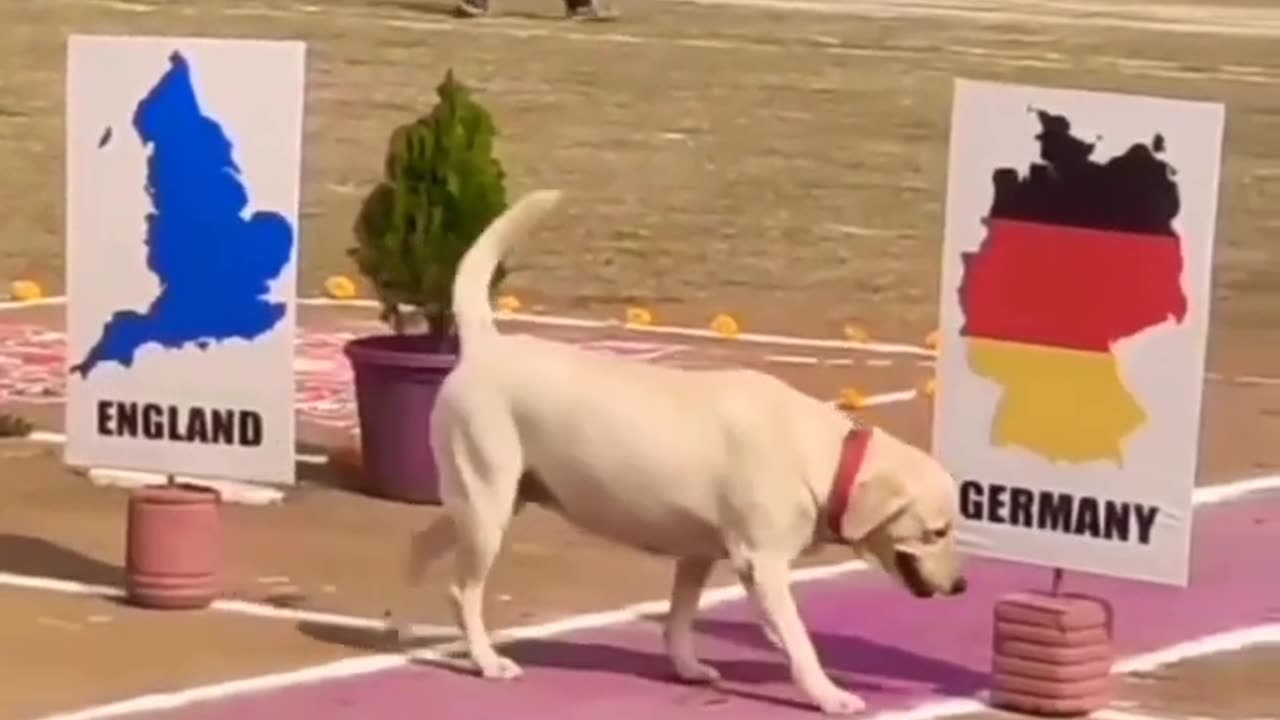 Dog training indian army