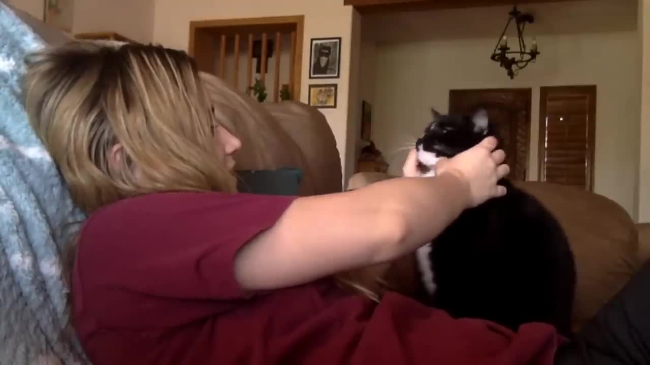 Cat politely asking to get petted