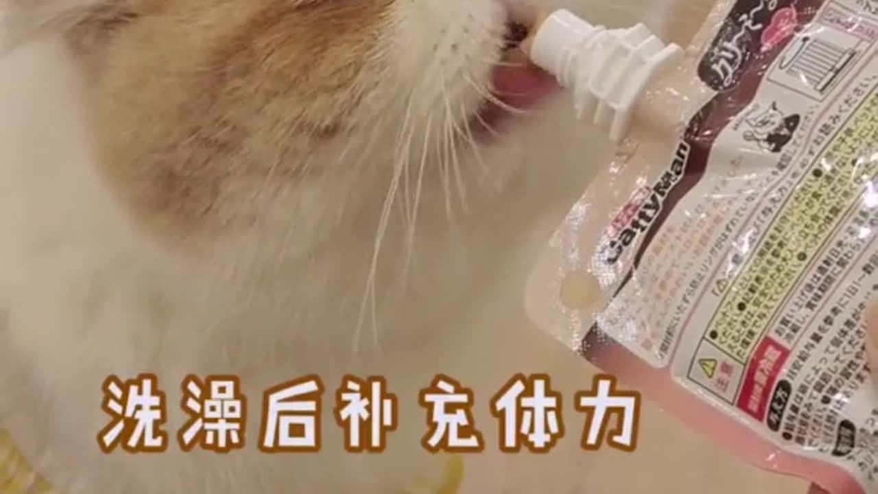 Funny meme Cats 😺😺🤣🤣louder with crowder