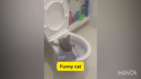 Funny 🐈 cat