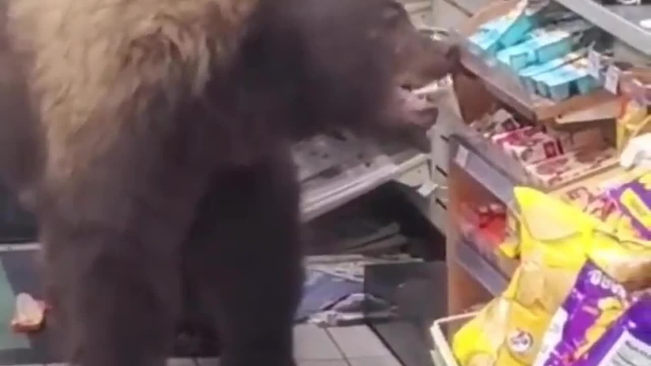 Buying a wild bear from the supermarket ⛔😱