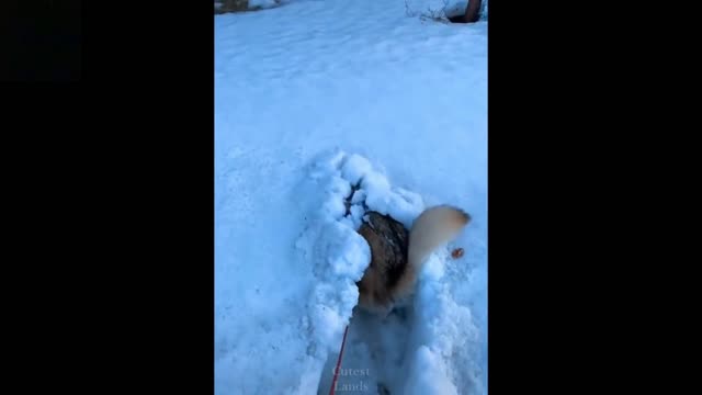 Funny dog vs snow