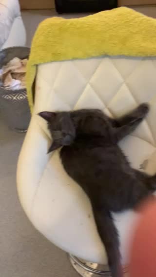 MJCS 094) Dancing for the Internet