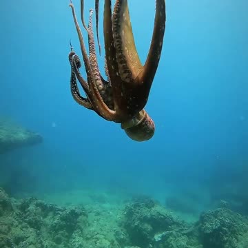THE DANCE OF THE OCTOPUS