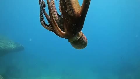 THE DANCE OF THE OCTOPUS